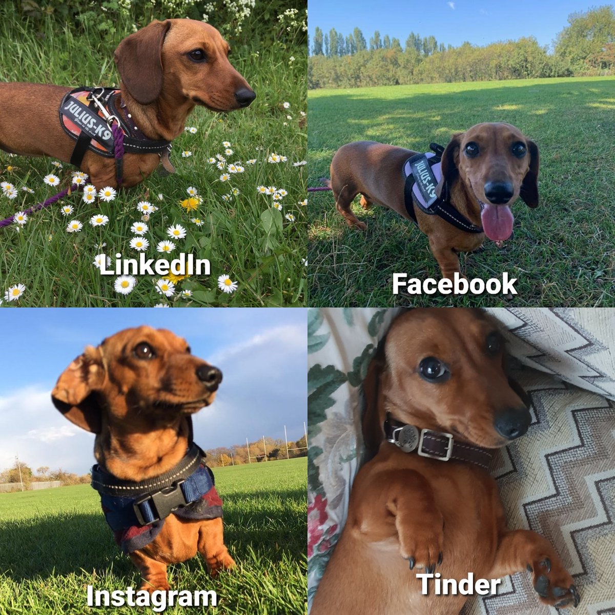 Rosie545's tweet photo. The @DollyParton challenge, sausage style #dollypartonchallenge #LinkedIn #Facebook #instagram #tinder https://t.co/YhF9c9pebW
