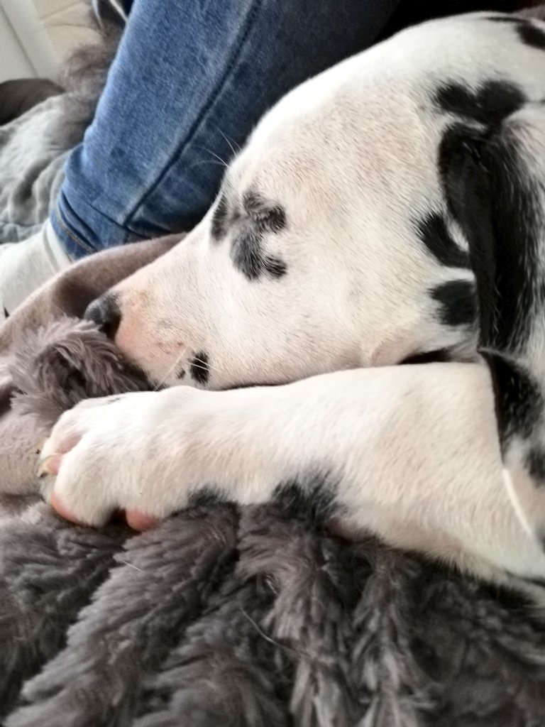 Puh. Ich bin so müde. Hatte heute meinen ersten Schultag und ihr glaubt gar nicht wie aufregend das war. Die Gruppe war heute noch etwas größer und wir waren 7 wuselige Welpis. Auf Frauchen konzentrieren war da gar nicht so einfach 😮 Sie sagt aber, ich habe das prima gemacht 😍