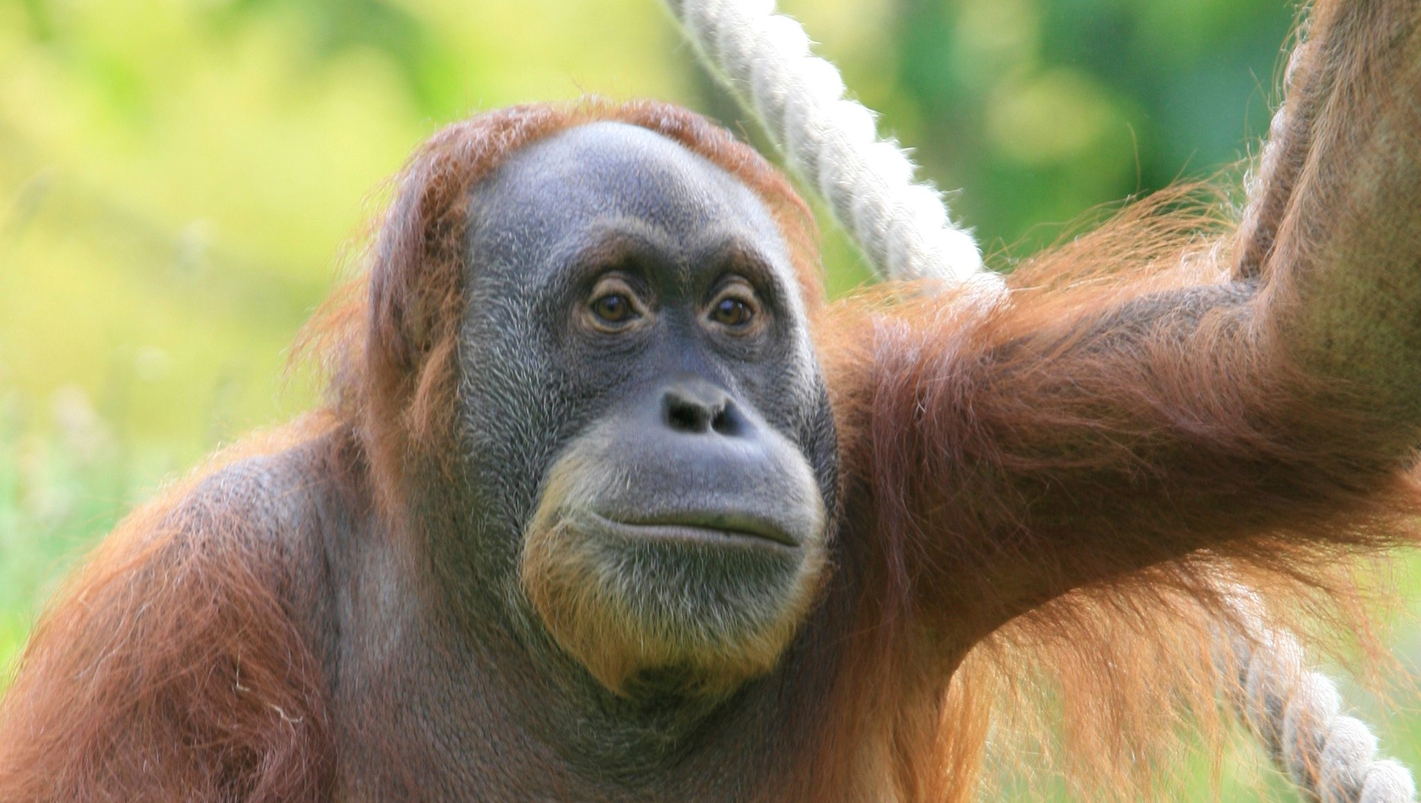 Happy 32nd birthday to our beautiful orangutan mum Dana!   Chris Clark 