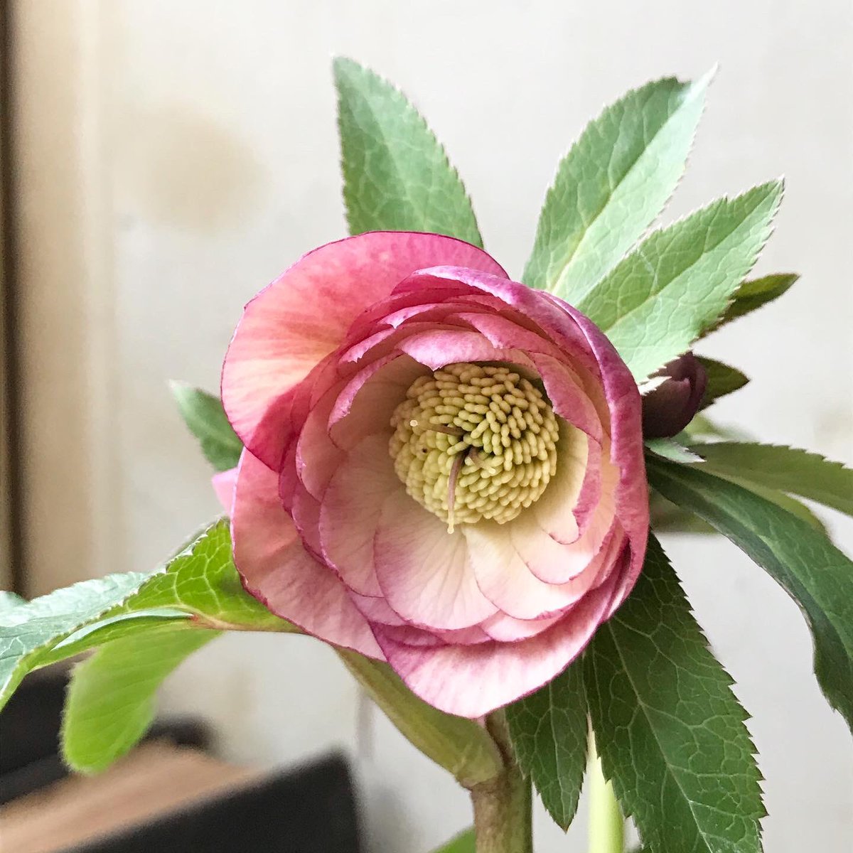 今日の美しいクリスマスローズ…✨ ウィンターシンフォニー 小輪系