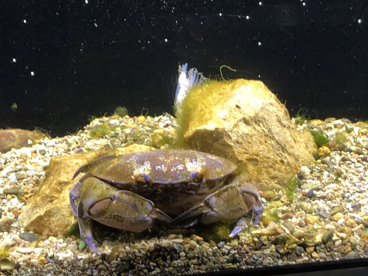 おきくらげ これはアカンやつや と言いたくなる蟹 下田海中水族館 スベスベマンジュウガニ 毒蟹