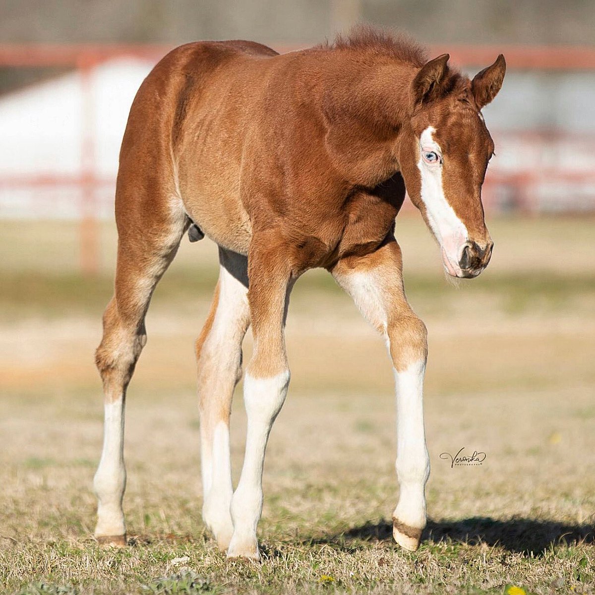 tjenkinsreiners's tweet photo. Meet Twix! 2020 colt by #trickedoutspook Isn’t he gorgeous?! https://t.co/2qZBcUmziF