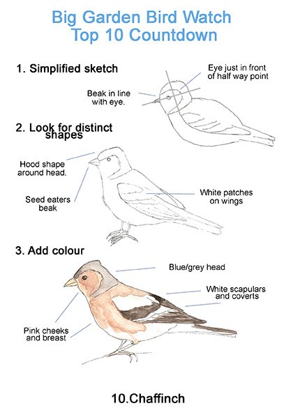 anghenn's tweet photo. Are you taking part in the @Natures_Voice #BigGardenBirdWatch this weekend? If not, why not?. You can also join in with my 'sketchalong'. Count your birds, sketch what you see, tag with #BGBWsketchalong, and submit your results. Easy. #citizenscience #drawingmatters #drawtolearn https://t.co/H6CR4Wq0eL