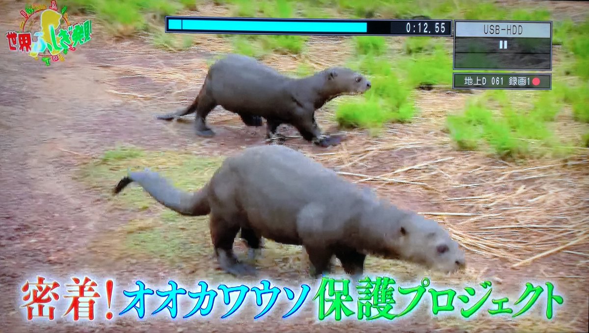 のぶc Twitter પર オオカワウソの保護プロジェクトですって オオカワウソ カワウソ 世界ふしぎ発見 のぶc Twitter પર オオカワウソの保護プロジェクトですって オオカワウソ カワウソ 世界ふしぎ発見