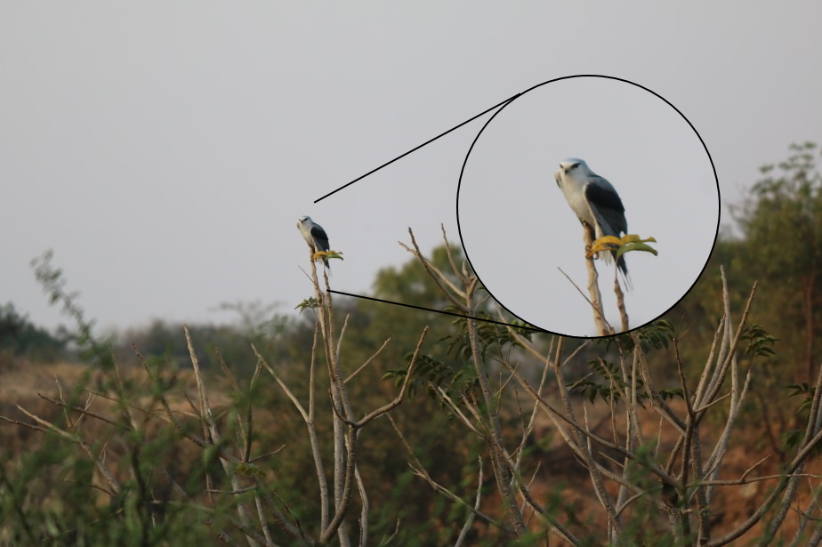 rhtbapat's tweet photo. All I can say is that I was truly blessed that day. Thank you ARAI Hill (Vetal Tekdi) to open your treasure to me 🙂
#Pune #Birding #BirdWatching #BirdPhotography #PuneBirds #BirdsofIndia
I hope you find this blog interesting @VetalTekdi
https://t.co/xphsNiYVfq https://t.co/L3rSvXD1wk