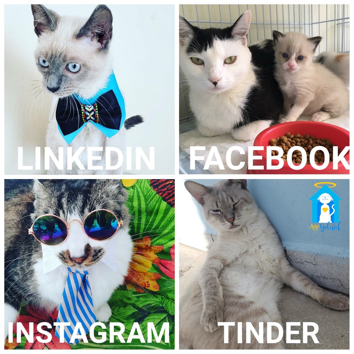 abrigo_anjo's tweet photo. #dollypartonchallenge #dollyparton #dollypartonchallengecat #cats #gatos https://t.co/Bl8UXtsP4A