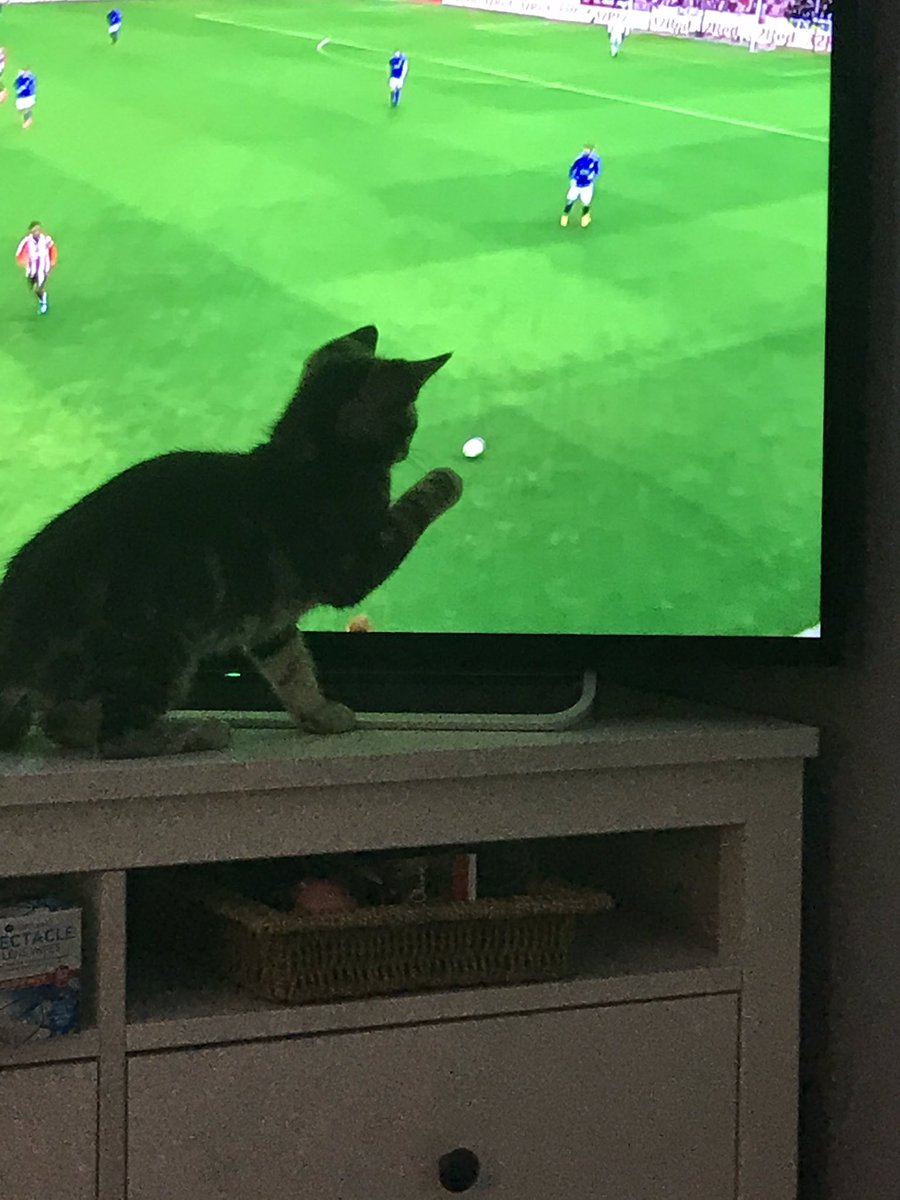 2019Wan's tweet photo. Saturday means footie ... can’t quite get it in the net #Kittens #tabbycat #CatsOfTwitter https://t.co/bBY9LBkiyJ