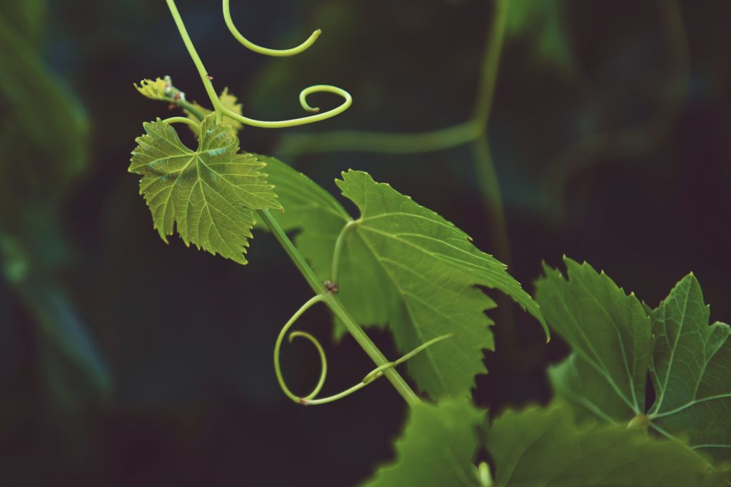naturalvine's tweet photo. Central Italy can boast a wide quantity of wines coming from different vines varieties; among these, some of the most loved Italian wines in the world, like Chianti and Brunello di Montalcino. https://t.co/tCsbCghWoj https://t.co/QOTykpj4bX