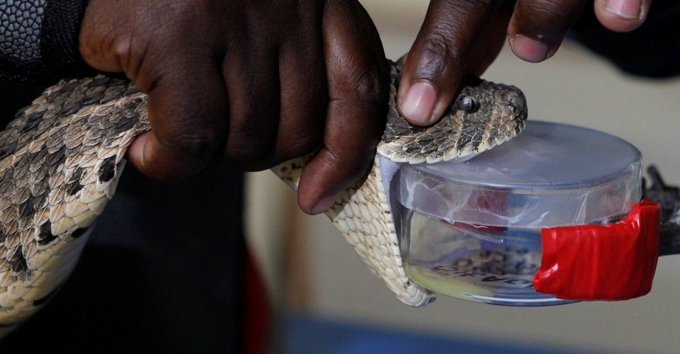 A puff adder is milked for venom in Kenya.