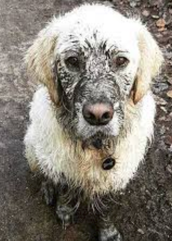 Inspector_Bocc's tweet photo. We love our pets, but do you love the way they smell? Accidents happen, dander builds up and odors sink into homes, vehicles and businesses when pets are involved. Let us help! https://t.co/cKsO5maFw9 https://t.co/VUAGQv6Ykt