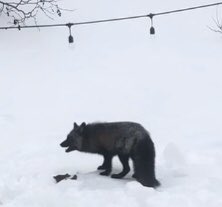 RonLeDrew's tweet photo. Good reminder to immediately pick up after your dog. This fox strolled over my buried 6’ fence in Southside St. John’s for a cold plate. #tableforone #backyardbuffet https://t.co/cIqPQwjChJ