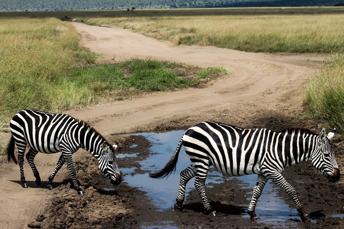 Aslanadventure's tweet photo. Did you know a group of zebras is known as a “dazzle of zebras”? https://t.co/CpwElnLcbO