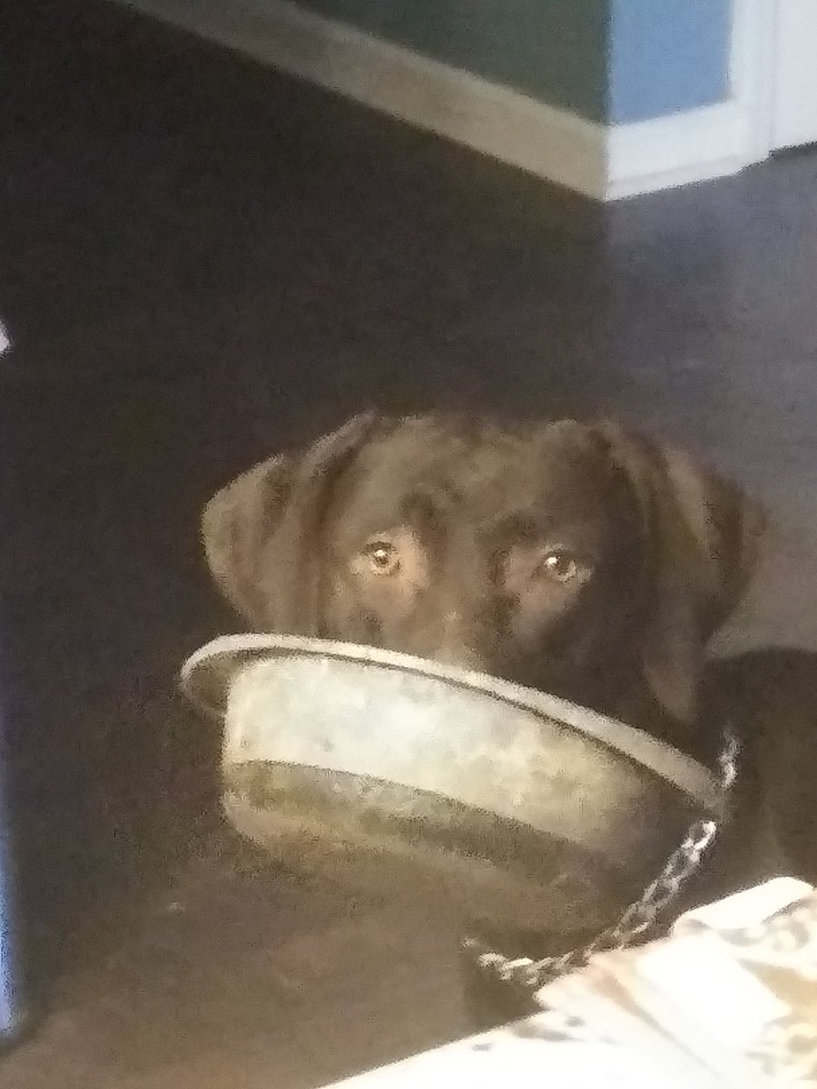 Sometimes its hard to figure out what your dog wants. When he picks up his bowl to parade it around the house. I believe someone is ready for breakfast