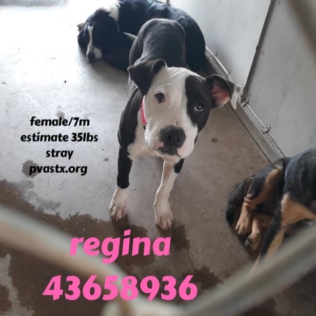 MoishesMom's tweet image. 🚨👇🏻We R the lost souls of the #RioGrandeValleyTexas Our humans dump us to fend 4 ourselves &amp;amp; #Palm #Valley 💉s us 🩸😫😭 Wake up Texans living in #SouthTexas— how can U let this continue🤬😤😱🚨👇🏻#retweet #CAPA #foster #adopt #SavePalmValleyPups #SaveTheLostSoulsofTexas 🚨👇🏻🙏