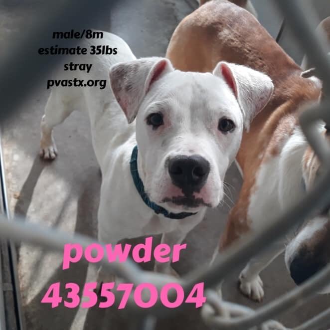 MoishesMom's tweet image. 🚨👇🏻We R the lost souls of the #RioGrandeValleyTexas Our humans dump us to fend 4 ourselves &amp;amp; #Palm #Valley 💉s us 🩸😫😭 Wake up Texans living in #SouthTexas— how can U let this continue🤬😤😱🚨👇🏻#retweet #CAPA #foster #adopt #SavePalmValleyPups #SaveTheLostSoulsofTexas 🚨👇🏻🙏