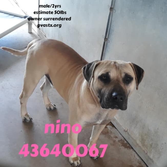 MoishesMom's tweet image. 🚨👇🏻We R the lost souls of the #RioGrandeValleyTexas Our humans dump us to fend 4 ourselves &amp;amp; #Palm #Valley 💉s us 🩸😫😭 Wake up Texans living in #SouthTexas— how can U let this continue🤬😤😱🚨👇🏻#retweet #CAPA #foster #adopt #SavePalmValleyPups #SaveTheLostSoulsofTexas 🚨👇🏻🙏