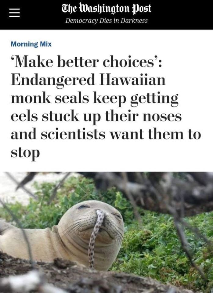 LE4dGOLEM's tweet photo. @HImonkseal whatever happened to the eel nose seals? Did their teenage fad end? https://t.co/0XmCu4UfAn