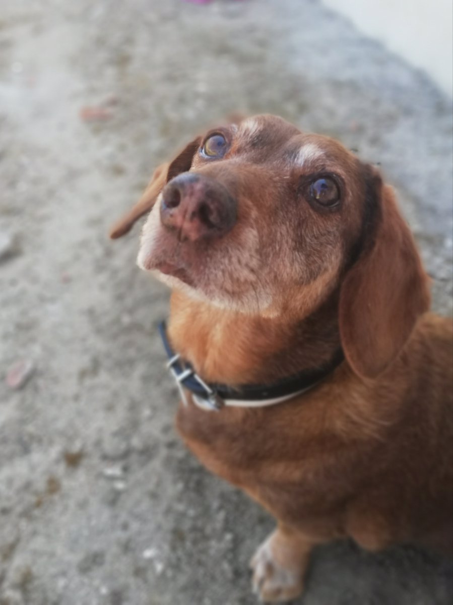 pc88_bea's tweet photo. He tenido que decir adios a mi pequeña. No puedo describir con palabras lo mucho que duele. Una parte de mi se ha ido con ella. No me puedo creer que esos ojitos no me vayan a mirar mas. Te quiero por siempre amiga 💔 https://t.co/Z1eqLBlAUp