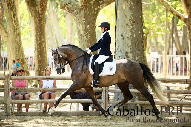 Kaishana's tweet photo. Pura Raza Española Dressage Stallion
2015 - approx. 1.69 m

#purarazaespañola #andalusier #dressage #stallion #horse #spanishhorse #caballos #horse #andalusianhorse #barockpferd https://t.co/0JhrpgiBtm