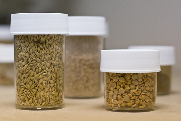 Unidentified seeds in small, clear plastic containers with white tops
