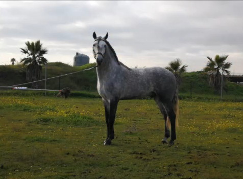 Kaishana's tweet photo. PSL - Lusitano Stallion
2016 - approx 1.65 m in this Moment, very well ridden

#purarazaespañola #andalusier #dressage #stallion #horse #spanishhorse #caballos #horse #andalusianhorse #barockpferd https://t.co/xAy61UlbtW