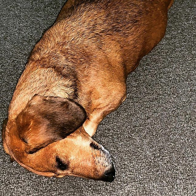 aaronazz's tweet image. Sleepy.  Go away. ift.tt/2tG5nxq