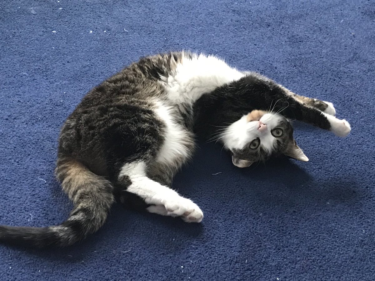 Saturday morning Twisted Kitty Yoga!