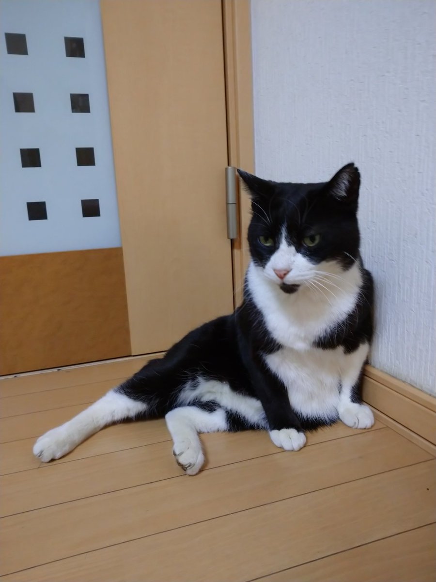 #拾い猫のモチャ3
22時までやってる本屋では置いてなかったので電子で購入🐈
紙媒体も買い直す～
絵柄がめちゃくちゃ好みなのです…
この素晴らしいデッサンとデフォルメのしかたで猫様の魅力が表されまくっていて…

ついでにうちのお猫様も。 