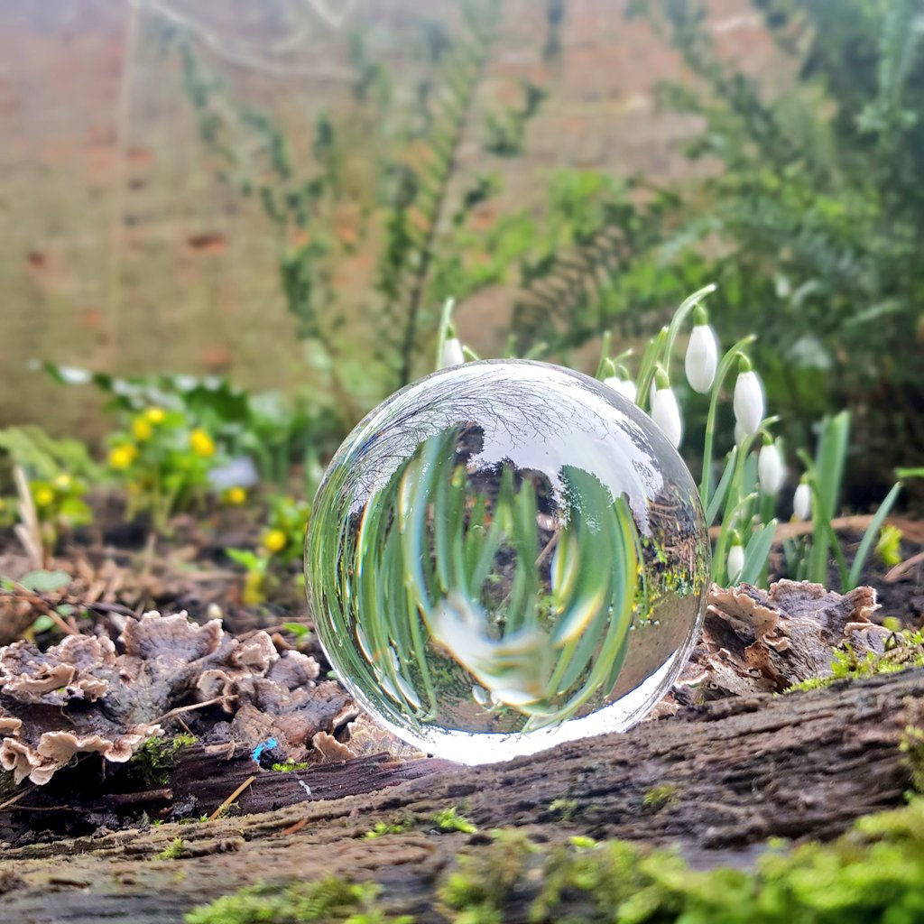 RhoRhoPhotos's tweet image. Great visit to @BatsfordA for a chilly wander around seeing spring beginning to thrive. #photography #rhorho #adventuresofrhorho #lensball