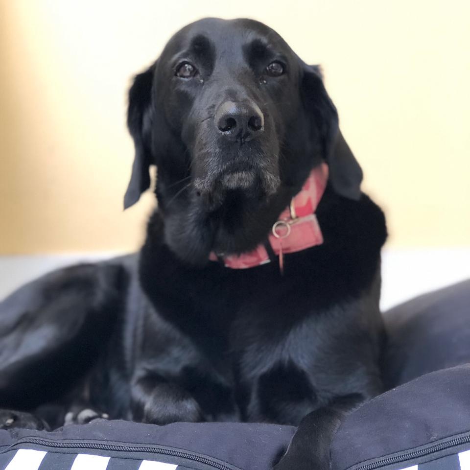 Arquipets tweet media