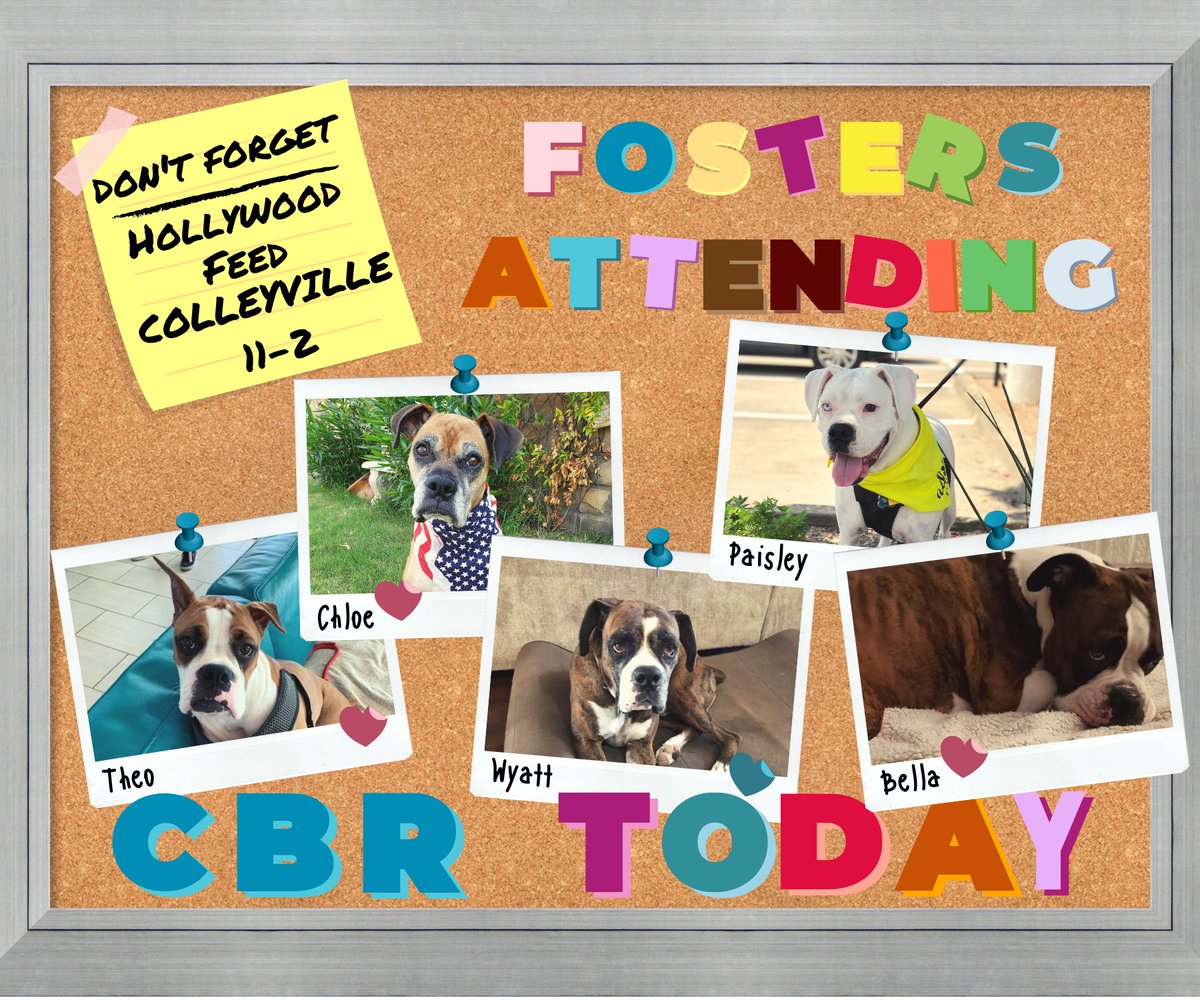 CowtownBoxerRes's tweet photo. Boxers here...Boxers there...Boxers everywhere! Come visit us today! Hollywood Feed in Colleyville, from 11:00am to 2:00pm.

Deets if you need them 👇

https://t.co/TMycpuPsLQ https://t.co/vcQcjs2WS5