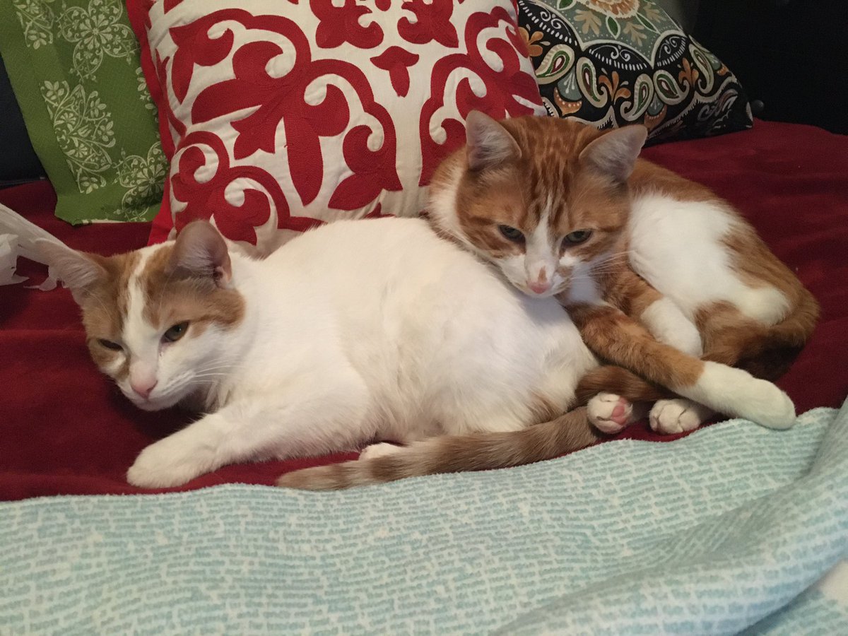 QueryNLibrarian's tweet photo. @antijenic My two potatoes! https://t.co/apqiueV69I