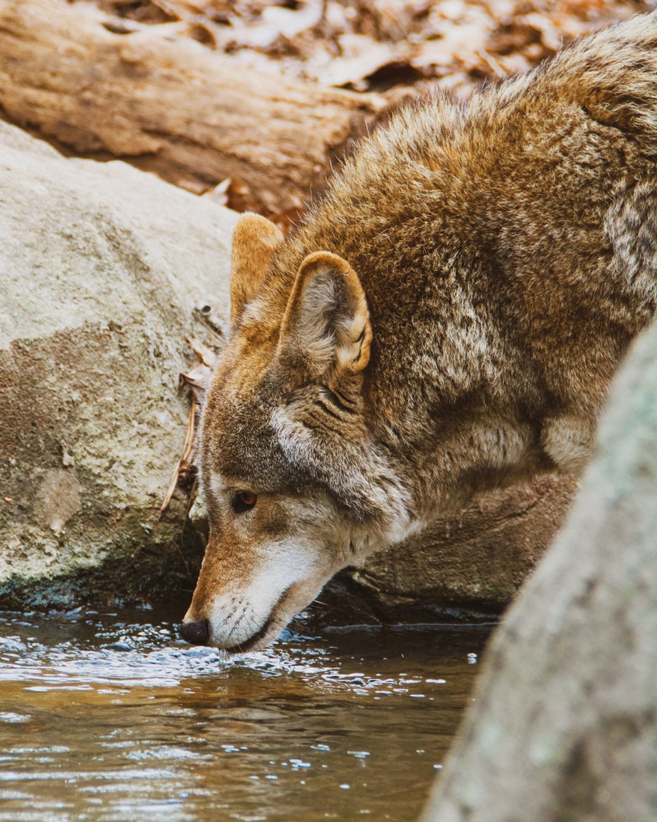 NCZoo's tweet photo. Unlike dogs, the #AllAmericanRedWolf only has one breeding opportunity per year in late Jan/early Feb.  If bred, gestation is about 63 days, &amp; females can whelp (give birth) to 2-8 puppies in the spring.   We currently have 6 breeding pairs this year! #NotACoyote https://t.co/XuUNZ4vwik