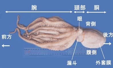 Insulated Truck運転手 Nynicg2 厳密には目の位置が違う そのイラストで目があるのは胴 頭じゃないよ そして上下逆 T Co Daubeajdn8 Twitter