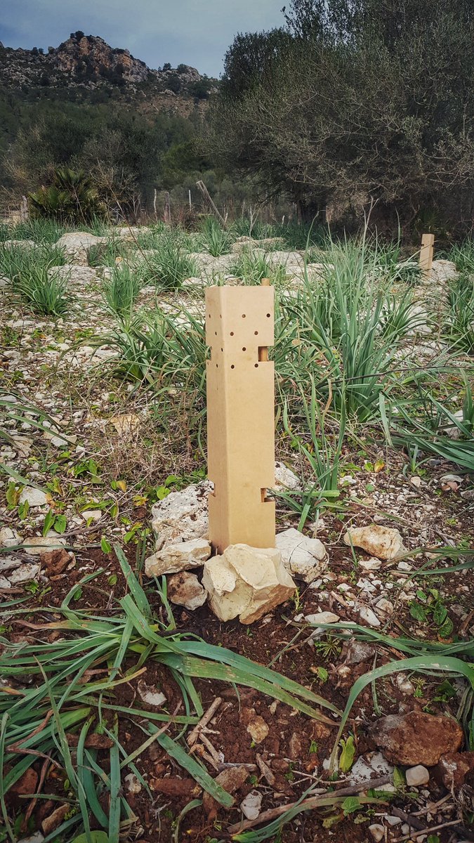 AlternativaArta's tweet photo. Amb el @GOBMallorca avui, entitat que col.labora amb l'Ajuntament en la plantació de més de 1.800 arbres a finques afectades per la #Torrentada9Oct. Gràcies i als voluntaris! #Artàreforesta
Més info 👇
https://t.co/ciiCxoZB12 https://t.co/yHinwbiIbm