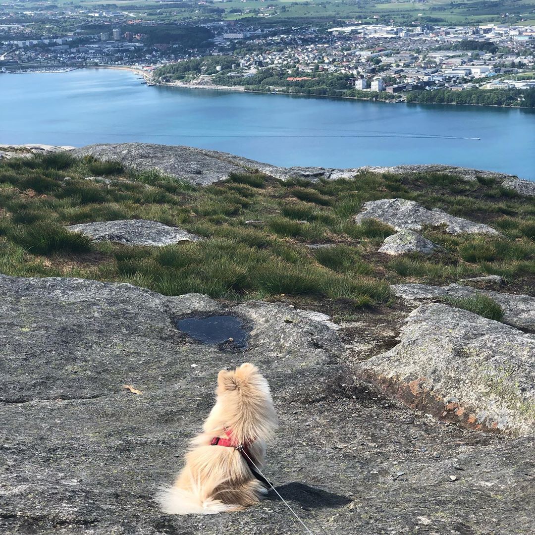my_waggles's tweet photo. @pom_princesses and her gorgeous pomeranian! Not to mention the view as well! Thank you for sharing this photo with us! 

#wagglesfamily #waggles #petcare #dog #cat https://t.co/N0NQ7sijJP