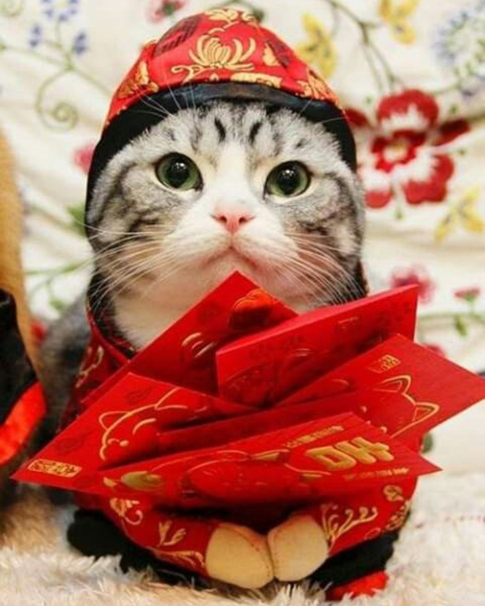 BuckheadPetPals's tweet photo. Happy Chinese New Year! ❤️ https://t.co/6uqh659R1W
