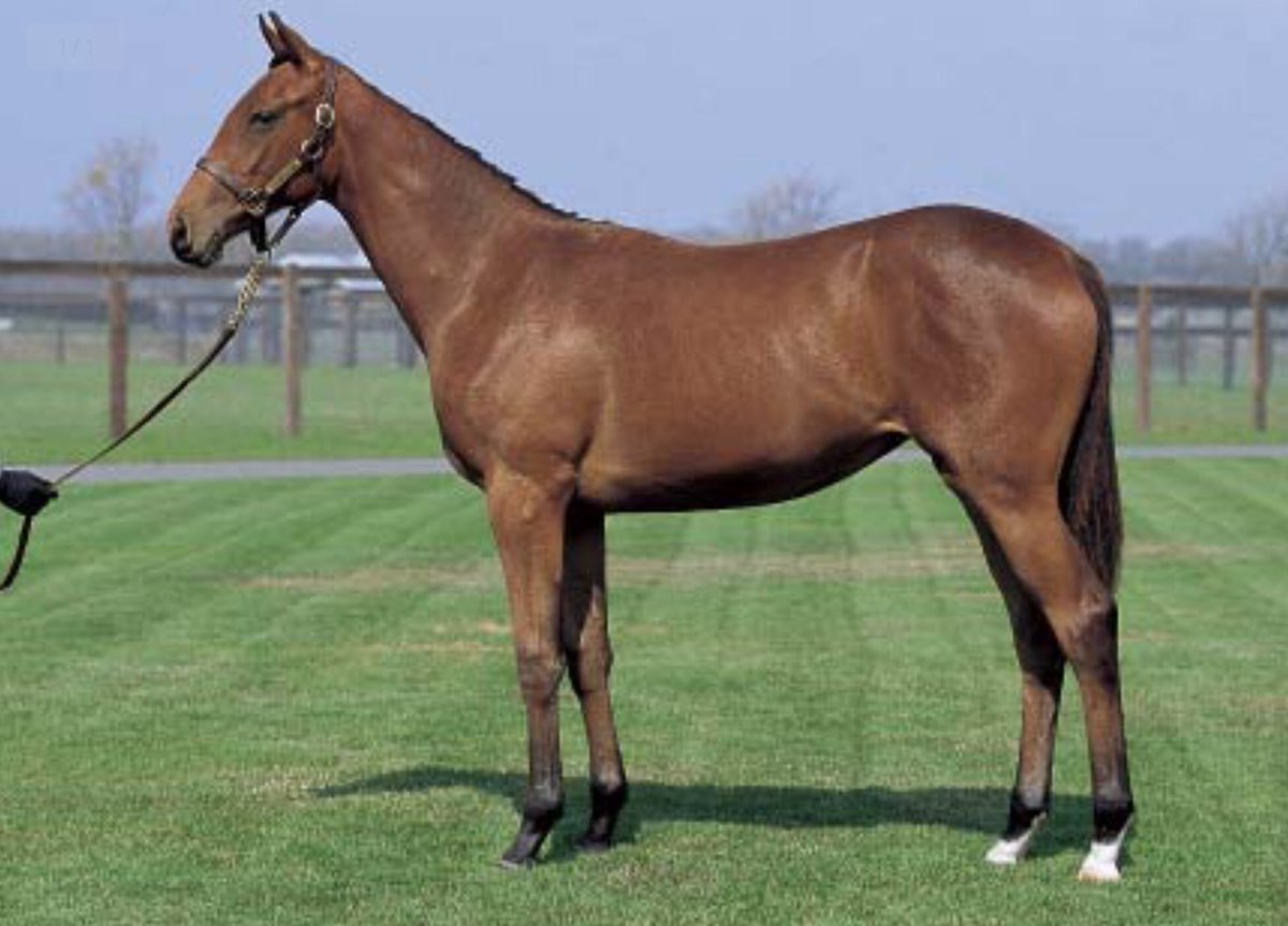 いっちゃん Youtube V Twitter 先日あげた馬体の見方の動画をご覧になった方はわかると思いますが 左の馬と右の馬 どちらが活躍したかわかりますか