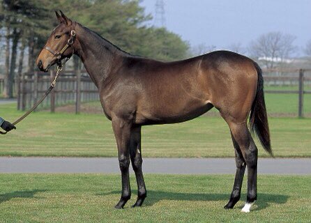 いっちゃん Youtube V Twitter 先日あげた馬体の見方の動画をご覧になった方はわかると思いますが 左の馬と右の馬 どちらが活躍したかわかりますか