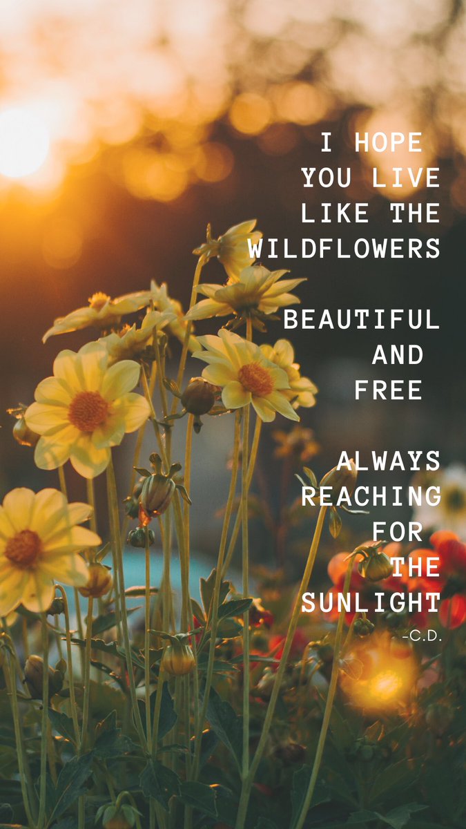 GoldenHourGirl1's tweet photo. #poemoftheday #poem #wildflowers #beautiful #free #sunlight #poem #selflove #inspiration #goldenhourgirl https://t.co/FZBVT6I7ne