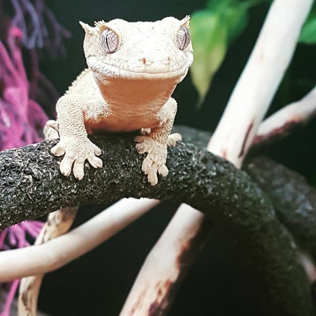 We are OPEN today, but due to the weather our reptile event today will be cancelled as we haven’t received any of the materials. We will absolutely be running the event on a future weekend so stay tuned for a new date.  We will still honour the deals tod… ift.tt/3aMMfyv