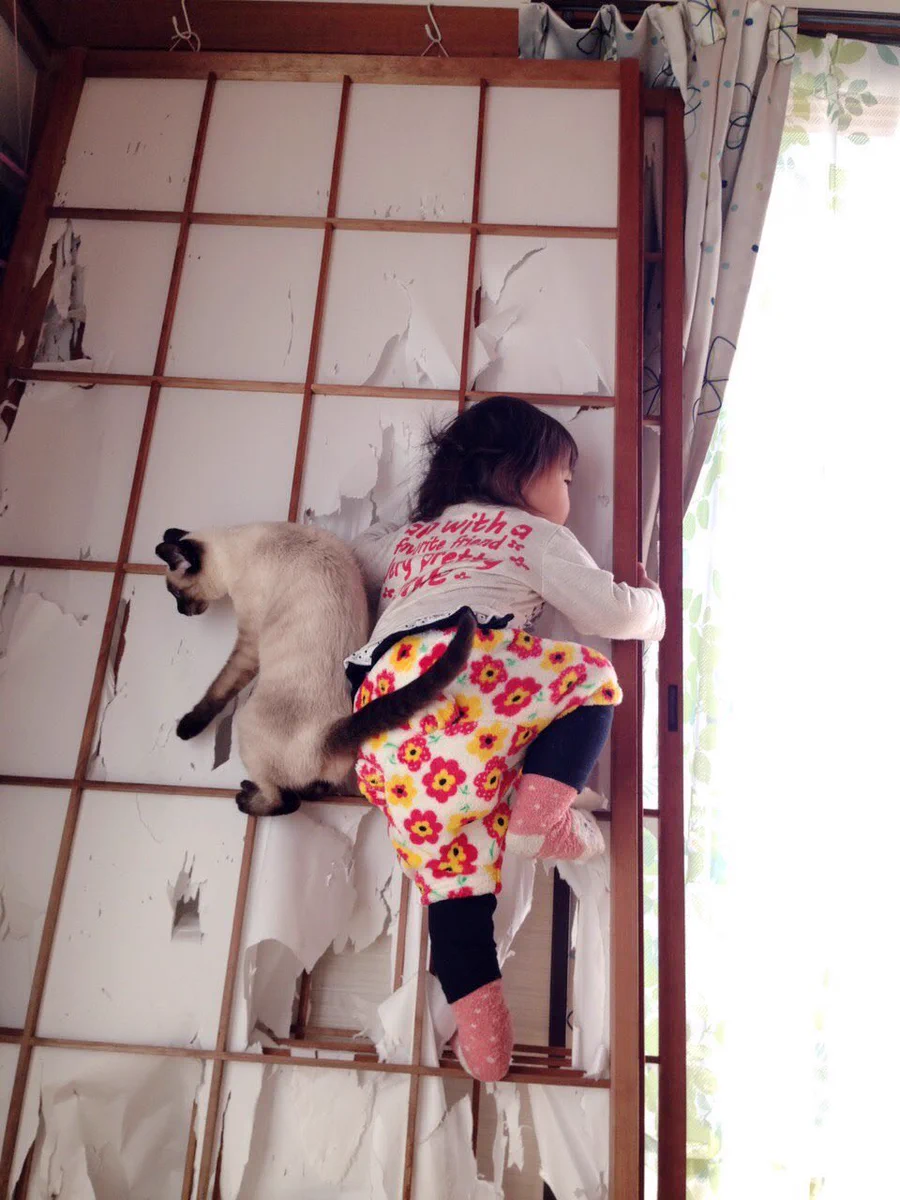 子どもがねこに遊び方をレクチャーされていた！？衝撃画像がこちらwww