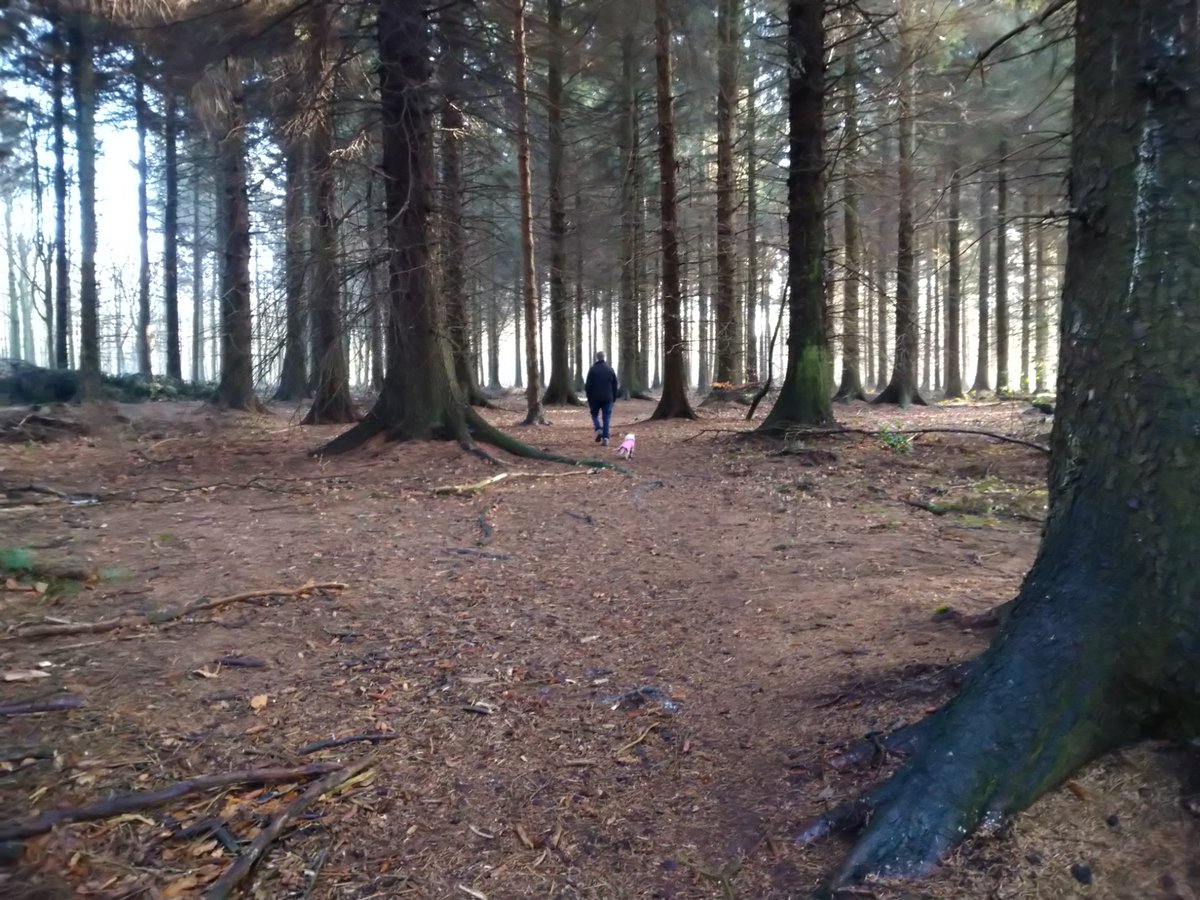 Walk in the woods to clear the cobwebs.

#woodlandwalks #woodland #escapethecity #peace #quiet #visitDerbyshire #holidaysclosetohome #darwinforest