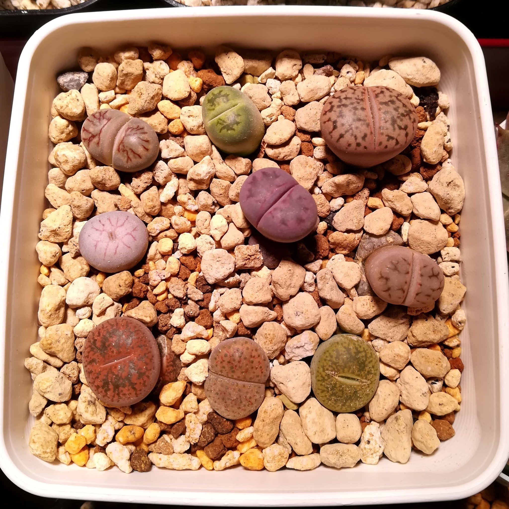 バド 透明感半端ないプリプリツヤツヤ生きる宝石 ハオルチアもいいぞ ついでに石ころみたいな謎多肉 植物なのに脱皮もするよ リトープスもいいぞ おいでよ多肉の森 T Co Kghhpsuslu Twitter