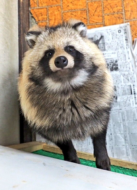 北きつね牧場で昨年生まれた子タヌキ！ 先月見たときよりさらに大きく