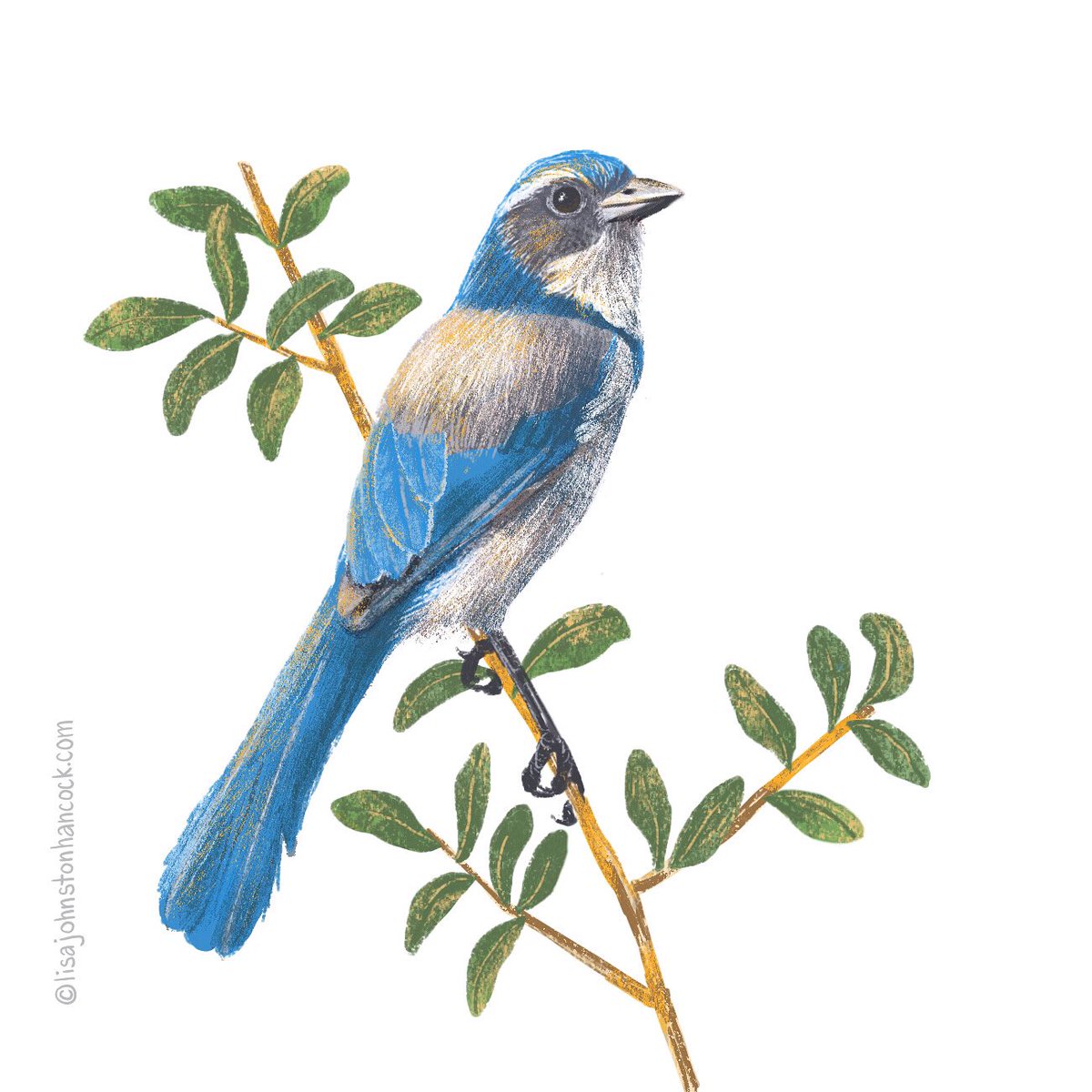 LisaJHancockArt's tweet photo. California Scrub Jay for today. I had the TLC song in my head the whole time while drawing this. 😂
What is your favorite California bird? I’m taking requests! 😃
#womenwhodraw #illustration #nonfictionart #kidlitart #birddrawing #illustrationart #socalbirds #procreate30 https://t.co/UOTVB9ISZl