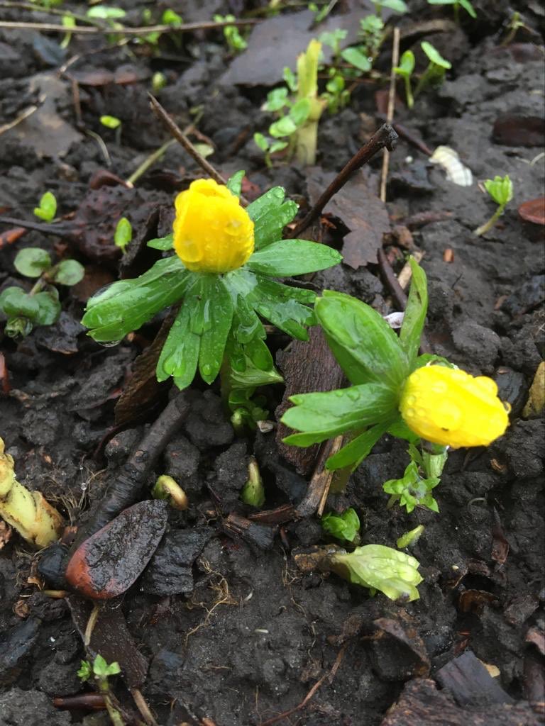 Echte stinzeplanten in Groninger Botanische tuin <a href="/DomiesToen/">domiestoen</a> Ik word hier blij van! #Ayttablomke