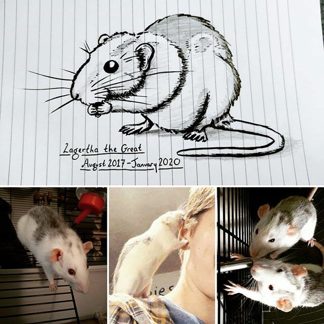 Sarah_Spendlove's tweet photo. Unfortunately we lost our little Lagertha today. She was a brave and affectionate girl who only ever wanted cuddles, adventure and to lick your head. The past three months she's been battling tumours, and after lots of care and mushed up baby food, she finally had enough. Ke… https://t.co/afiRPIlsRA