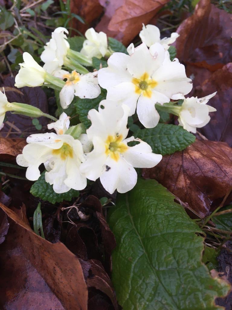 Eerste primula’s bloeien in <a href="/DomiesToen/">domiestoen</a> Het lijkt erop dat de #lente reeds is begonnen.
