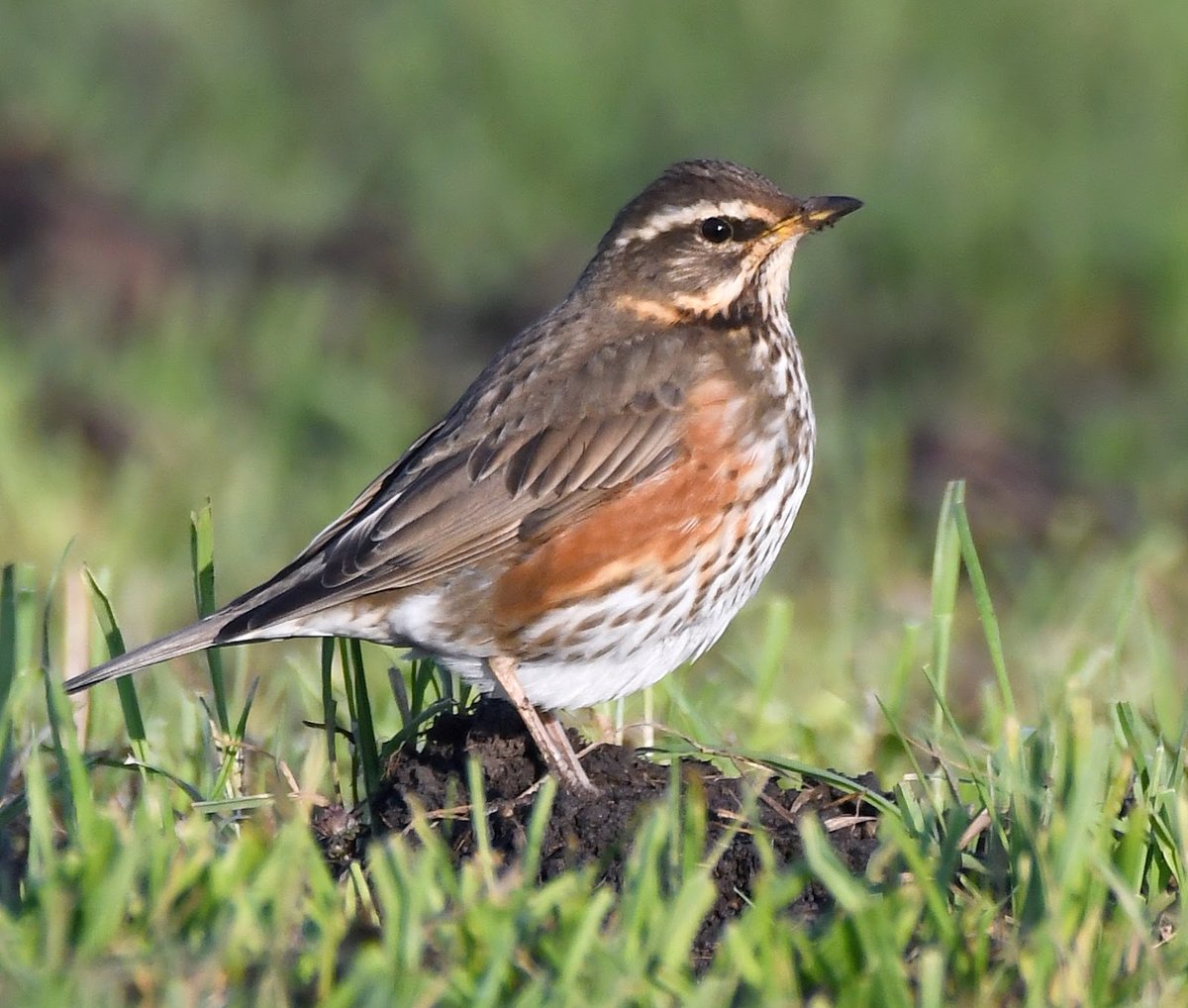 46. Redwing  #BigGardenBirdWatch